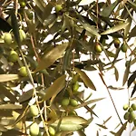 بيت للعطل Riviera Dolce كامبوروسو