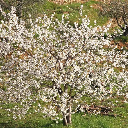 Riviera Dolce Ferienhaus Camporosso (Liguria)
