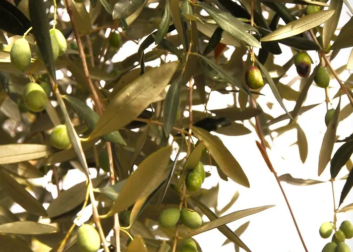 Tatil Evi Riviera Dolce Camporosso (Liguria)