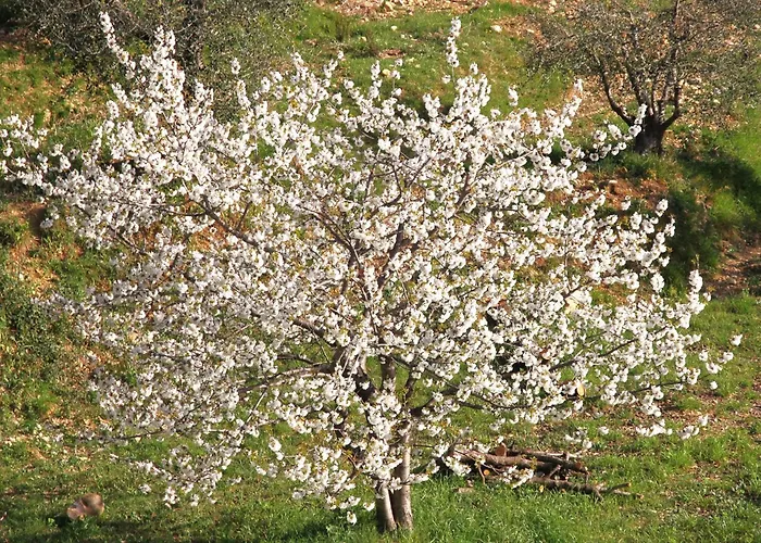 Riviera Dolce Tatil Evi Camporosso (Liguria)